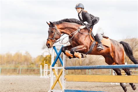 11 Best Horse Breeds for Jumping Big and Clear - Horse Rookie