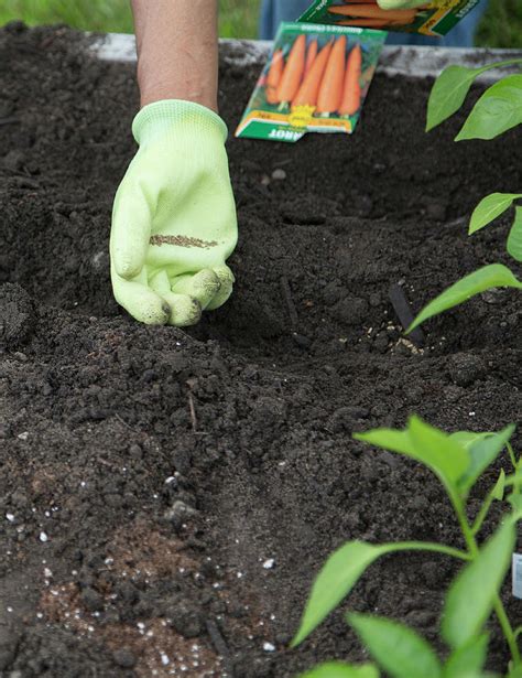 Planting Carrot Seeds Photograph by Jim West - Pixels