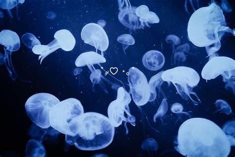 ˚ ༘ jellyfish ⋆｡˚ | Cute laptop wallpaper, Macbook wallpaper, Mac wallpaper