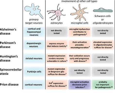 Figure 3 from Non–cell autonomous toxicity in neurodegenerative ...