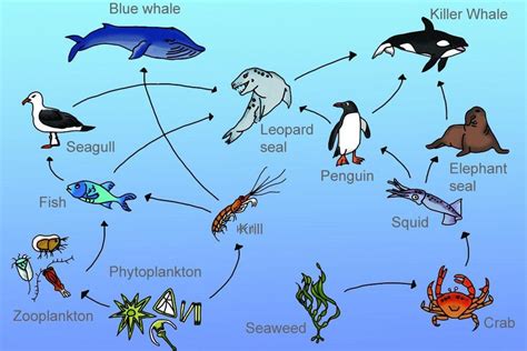 drawing neat labelled diagram of Aquatic food chain - Brainly.in