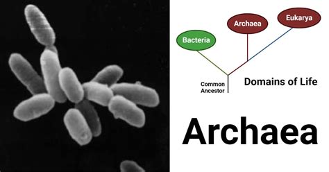 Archaebacteria Examples With Scientific Names