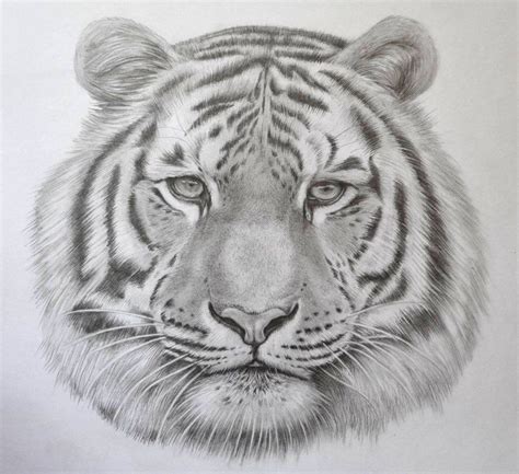 Tiger Face Draw How to Side Profile - Swearengin Wervas