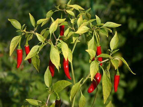 The Health Benefits of Chili Pepper Leaves That You Should Know