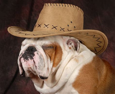 Dog Wearing Cowboy Hat Stock Photos, Pictures & Royalty-Free Images ...