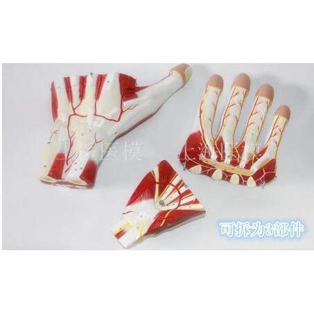 -Hand Muscles Vascular Nerve Model, Palm Anatomy Model, Hand Knuckles ...