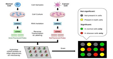 DNA Microarray: Principle, Types and steps involved in cDNA microarrays ...