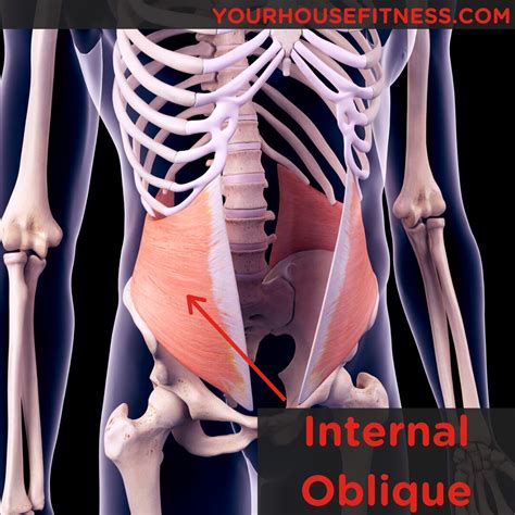 Muscle Breakdown: Internal Oblique