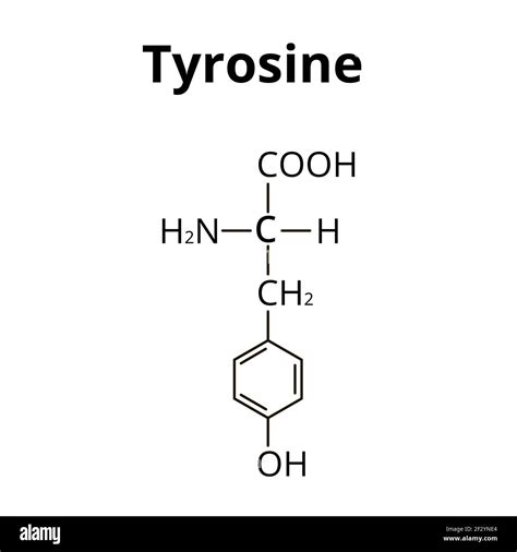 The amino acid Tyrosine. Chemical molecular formula of Tyrosine amino ...