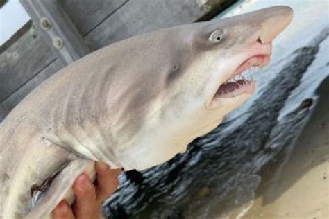 Massachusetts fisherman catches a baby shark - Massachusetts News