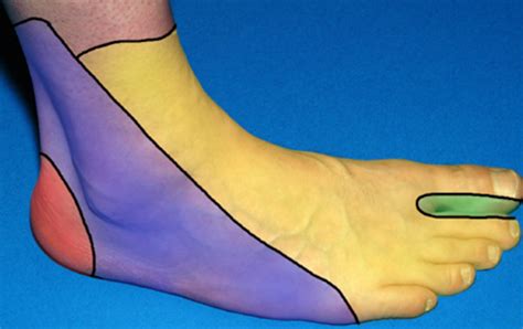 Nerve Blocks of the Foot and Ankle — Downeast Emergency Medicine