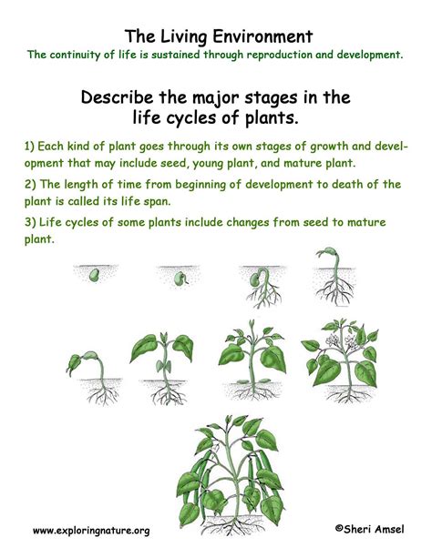 Living Environment: Plant Life Cycles