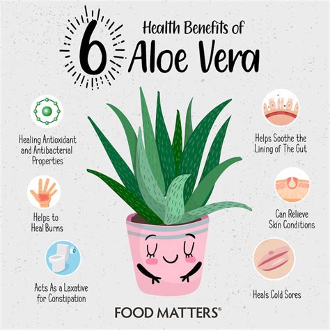 6 Health Benefits of Aloe Vera + 3 Simple Ways to Use It | FOOD MATTERS®