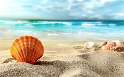 Shell, beach, sea wallpaper | nature and landscape | Wallpaper Better