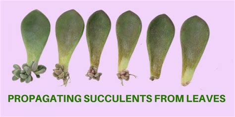 Propagating Succulents From Leaves | Flowersandflowerthings