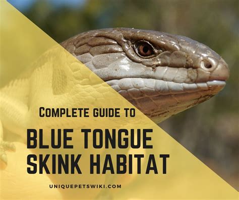 The Ultimate Guide To Create Blue Tongue Skink Habitat