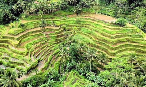 Tegallalang Rice Terrace Bali | Ubud Tegalalang Rice Paddy View