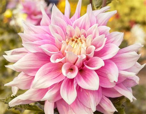 25 dahlia varieties to adore 💐 🌟 A comprehensive guide to these ...