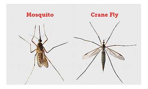 How To Get Rid Of Mosquitoes | Mosquito Magnet®