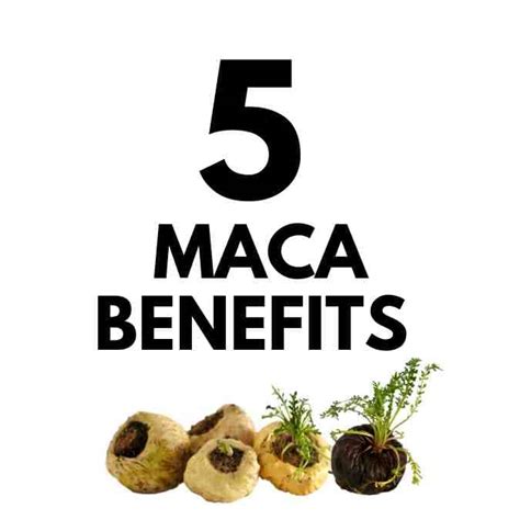 5 Maca Benefits You Need to Know - Pretty Pea