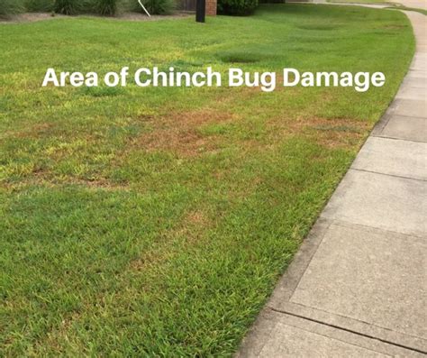 Chinch Bug Damage in Houston Lawns - Pearland Sugar Land Katy