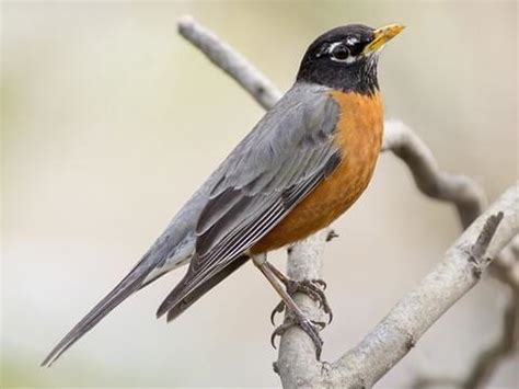 NestWatch | American Robin - NestWatch