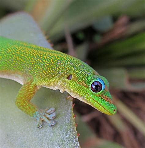 Madagascar Day Gecko II by rmbastey on DeviantArt