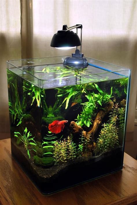 5 Gallon Betta Fish Aquarium | Aquarium Fish | Betta fish tank, Betta ...