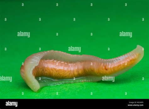 Close-up photo of Linguatula serrata or Tongue worm Stock Photo - Alamy