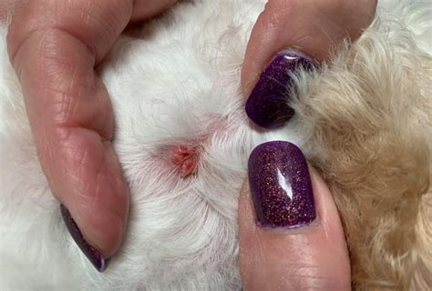 Grooming a Dog with Warts | TLC Dog Grooming