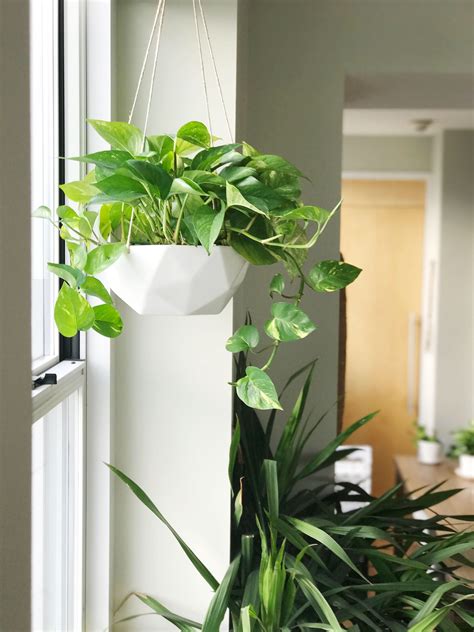 Geometric Hanging Planter | Hanging plants indoor, Hanging plants ...