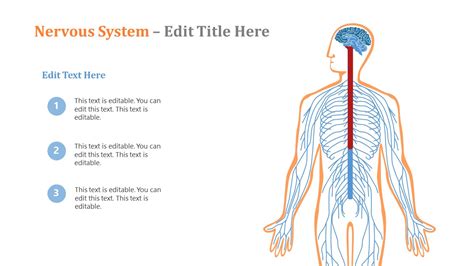 Nervous System PowerPoint Template - SlideModel