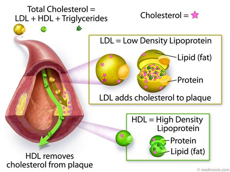 Cholesterol – LDL and HDL – Medmovie.com