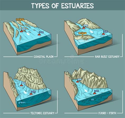 Estuary types stock vector. Illustration of icon, hand - 249380721