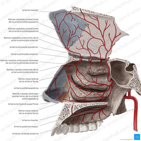 Nariz y fosas nasales: Anatomía, partes, irrigación | Kenhub