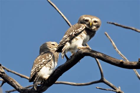 The Enigma of the Forest Owlet | Conservation India