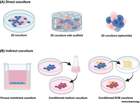 Advances in cell coculture membranes recapitulating in vivo ...