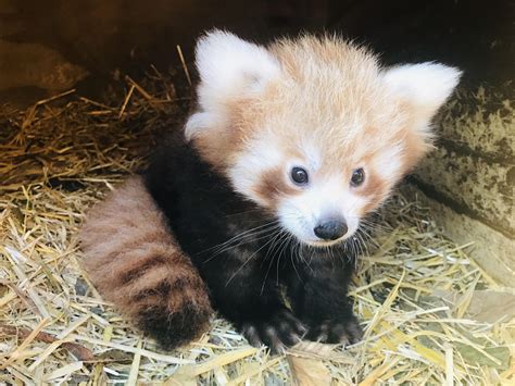 Ladies and gentleman, a Red Panda cub. : r/aww