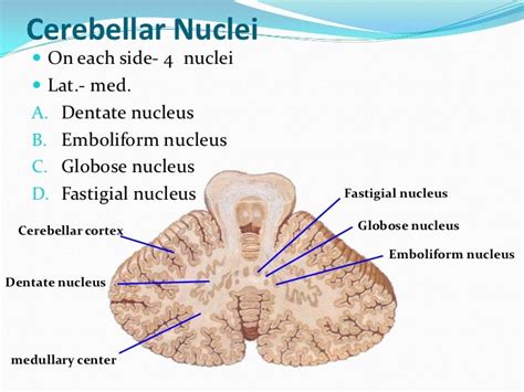 Cerebellum by dr.gourav thakre 20 03-2012