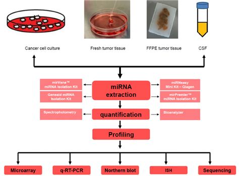 miRNA detection/profiling methods. miRNAs are usually extracted from ...