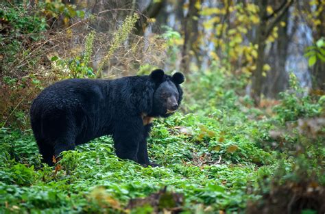 Black Bear Habitat