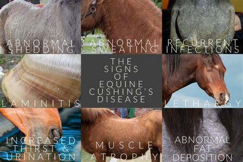 Could your horse have Equine Cushing’s disease? - Animed Direct