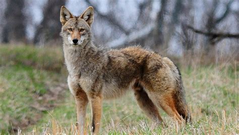 Police warn residents to be on the lookout for Coyotes