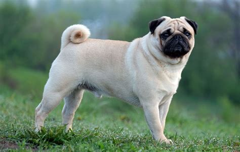 Pug | Description, Weight, Temperament, & Facts | Britannica