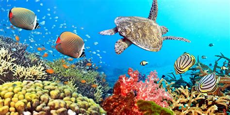 Tropical Underwater Wallpapers - Top Free Tropical Underwater ...