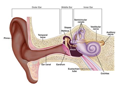 Parts of the Ear | NIDCD