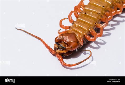 Large red centipede in upside down closeup with isolated white seamless ...