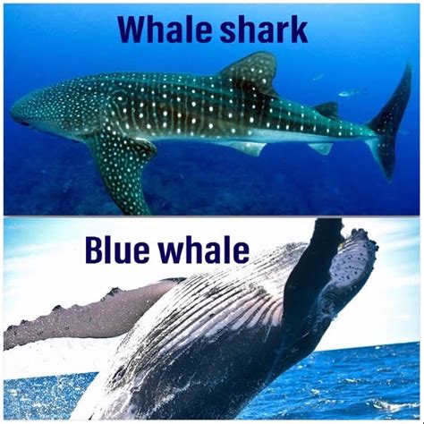 Blue whale vs Whale shark - EmboraWild