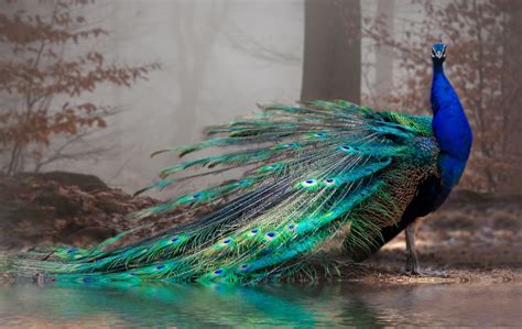 Peacock Symbolism: 8 Spiritual Meanings of Peacock