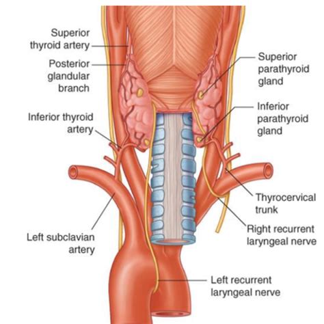 Cranial Nerve IX, X, XI & XII Flashcards | Quizlet